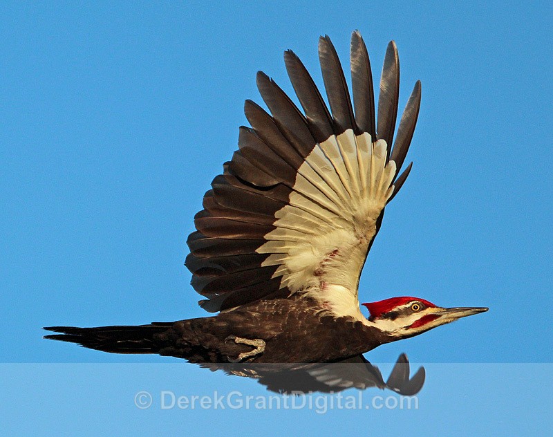 Male Pileated Woodpecker Inflight - Birds of Atlantic Canada