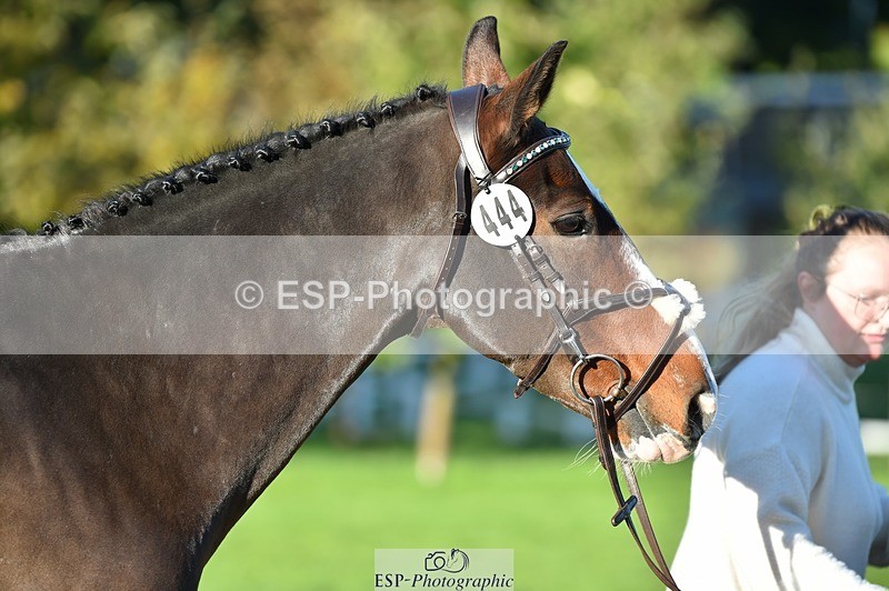 231022-094144-21978 - 444-REDHILL.SKANDEL-Emma.Stokes-TrotUp+SJ