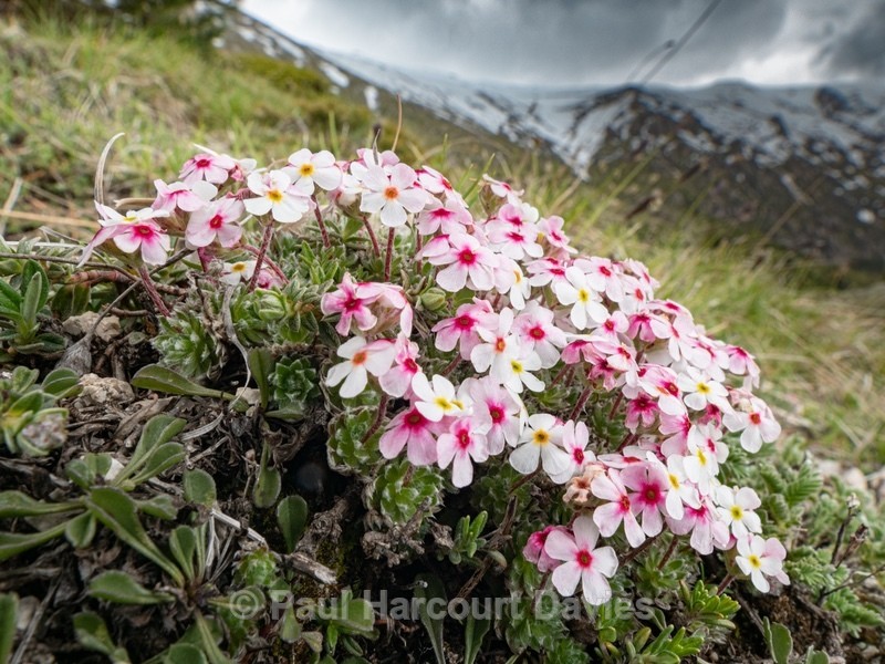Rock Jasmine (Androsace villosa) - Flowers in the Landscape - 2