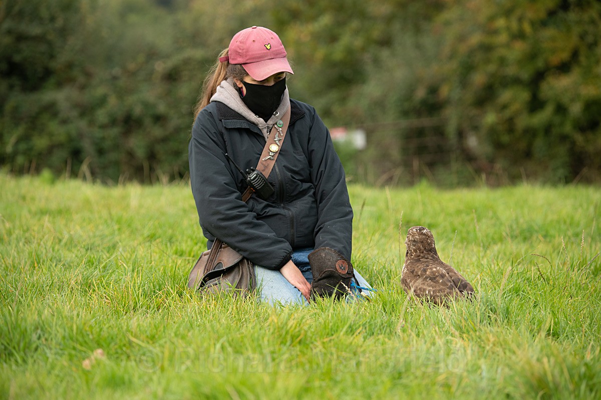  - West of England Falconry