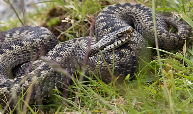 Adders, Isle of Mull, Scotland July 2015 - ADDERS