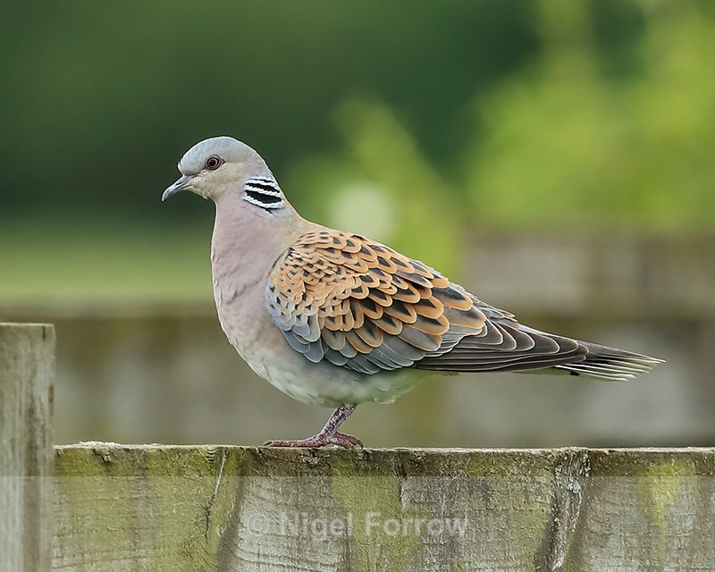 Turtle Dove standing on fence, Otmoor RSPB - Turtle Dove