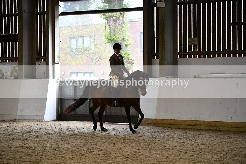 WJ5_8907 - Class 15 Ridden Show Horse