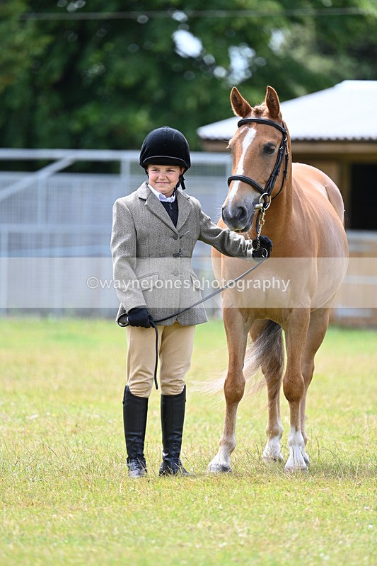 WJ7_6660 - Class 5 Handsome Gelding in hand