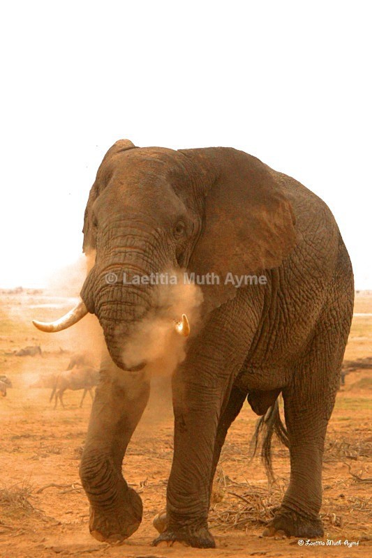 _M7B0106 Amboseli - Elephants