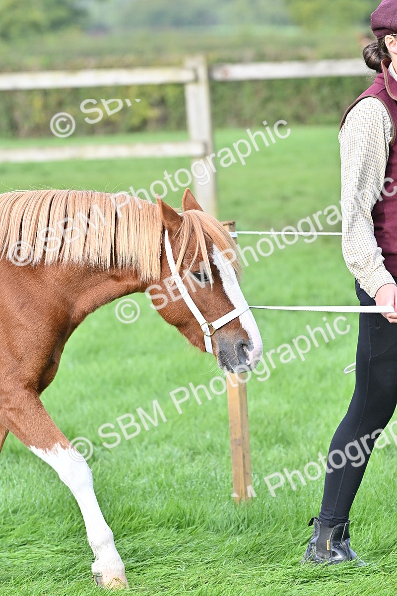 SBM_56846 - S45 - Coloured Pony In Hand