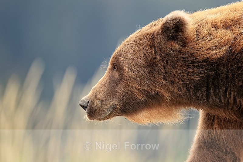 Grizzly Bear (female) close side view, Lake Clark NP, Alaska - Brown Bear