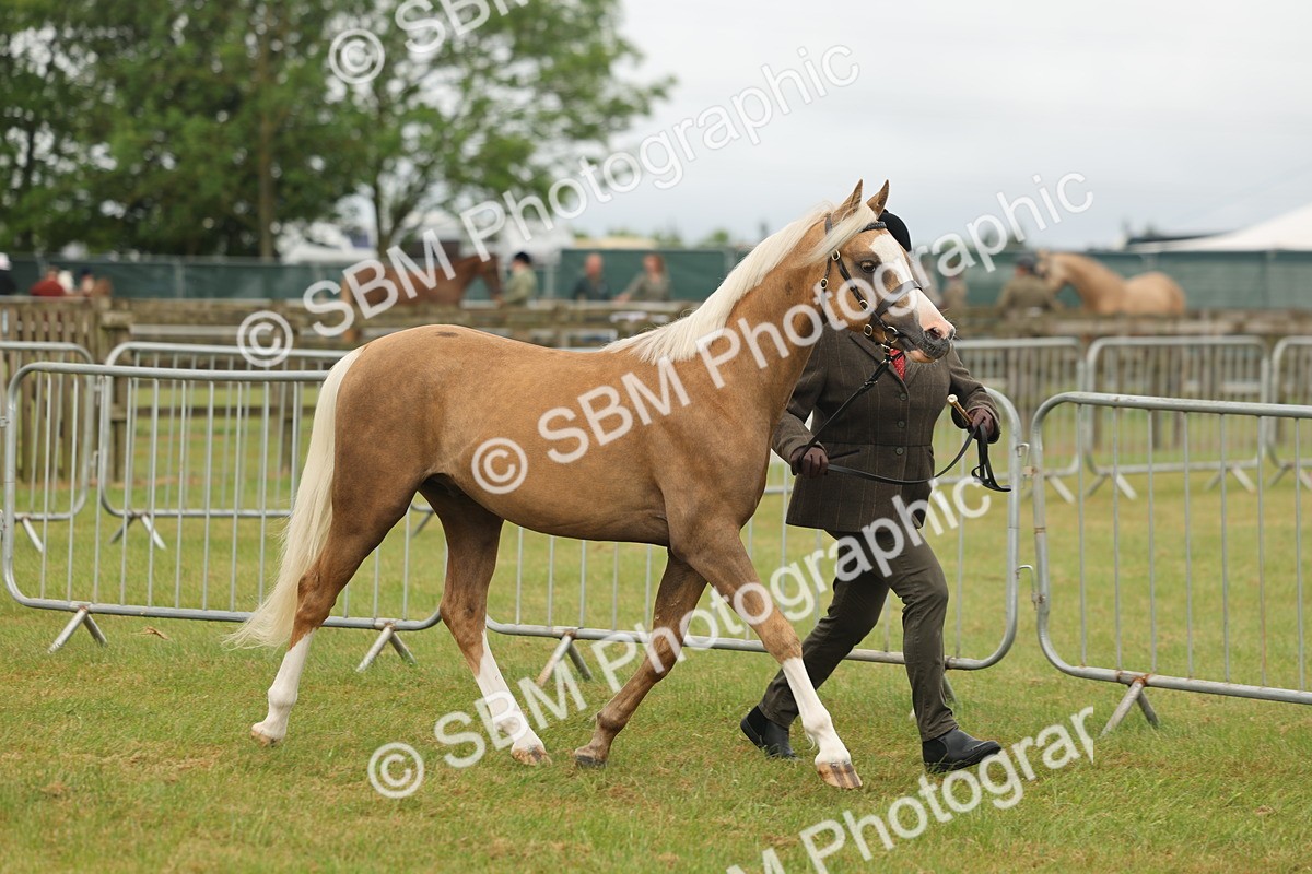 SBM_02118 - Class 50-57 - M&M Welsh Pony In Hand