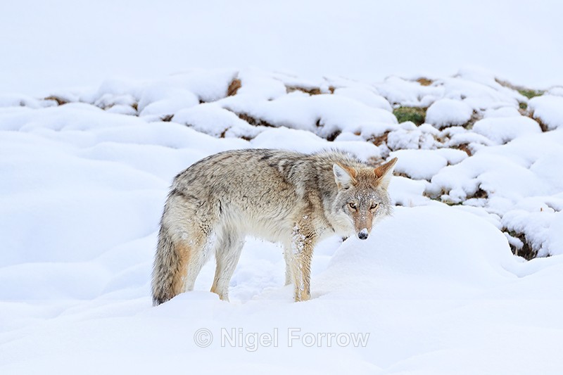 Coyote stands still and stares, Yellowstone National Park - Coyote