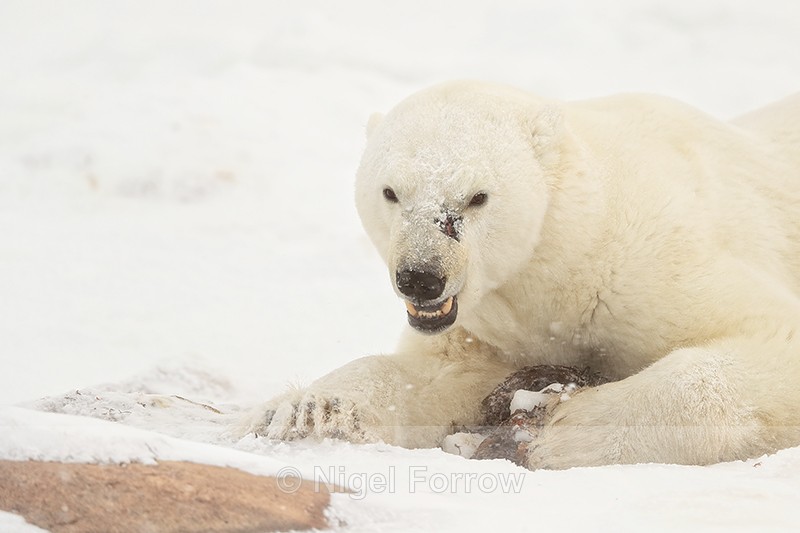 Polar Bear (male) showing teeth, Churchill, Canada - Polar Bear