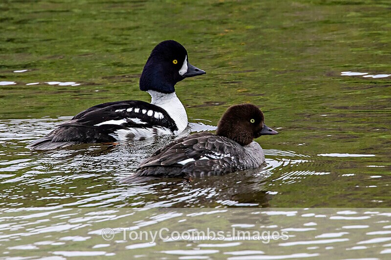 Barrows Goldeneye  (pair) - Iceland