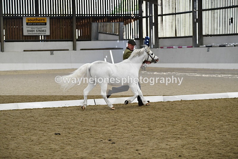 WJ5_5346 - Class 4 In hand M&M - small breeds