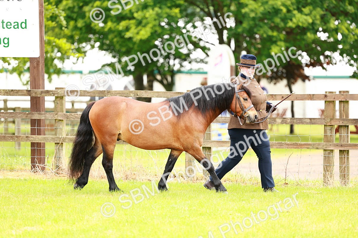 SBM_00249 - Class 58-67 - M&M Non Welsh Pony In hand