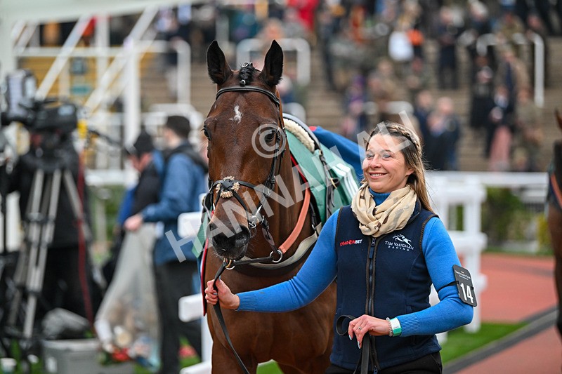 151124-Race 6-Paddock-Razzle Dazzle Boy-8491