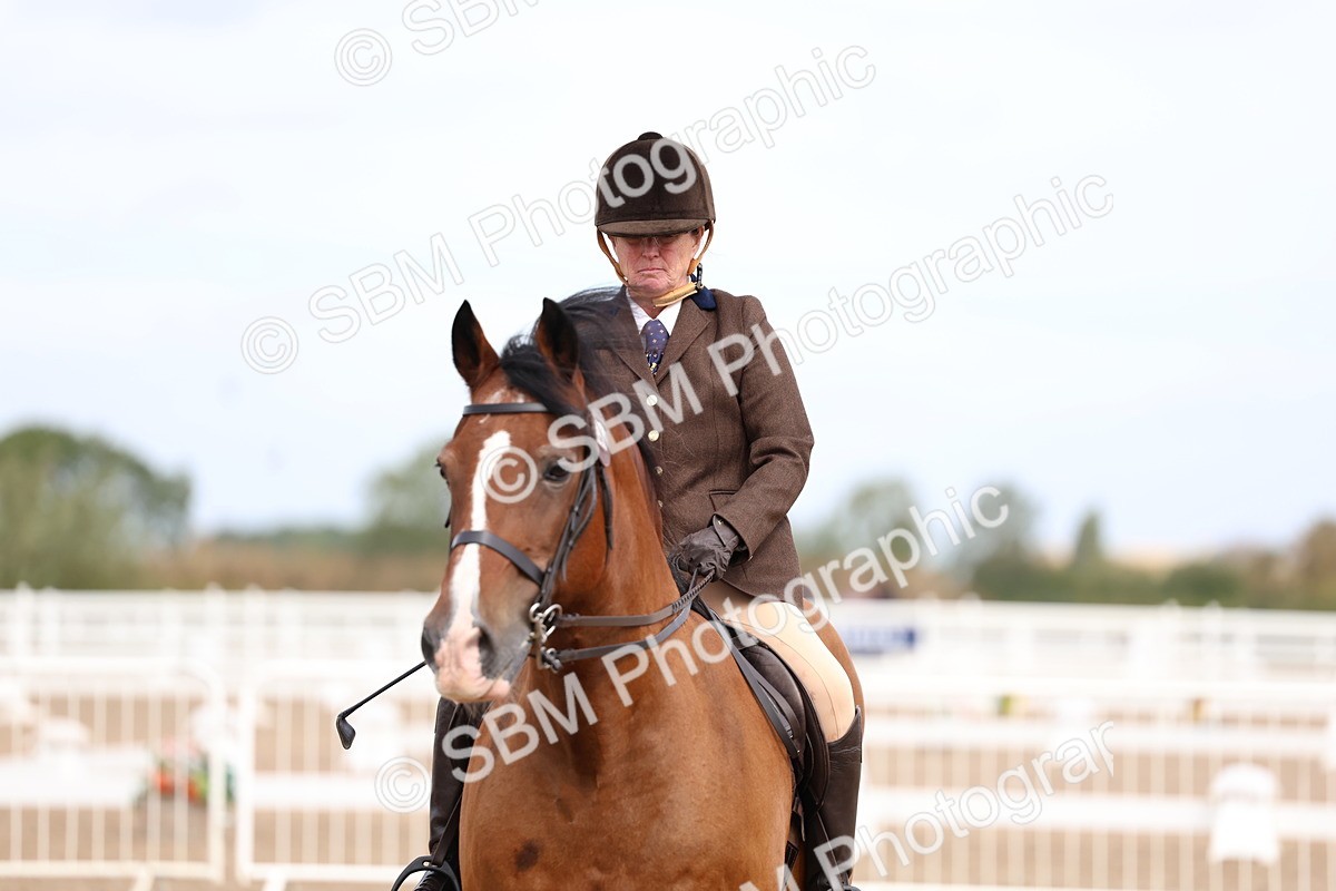 SBM_01834 - Class 18 - Handsomest Gelding - IH or Ridden