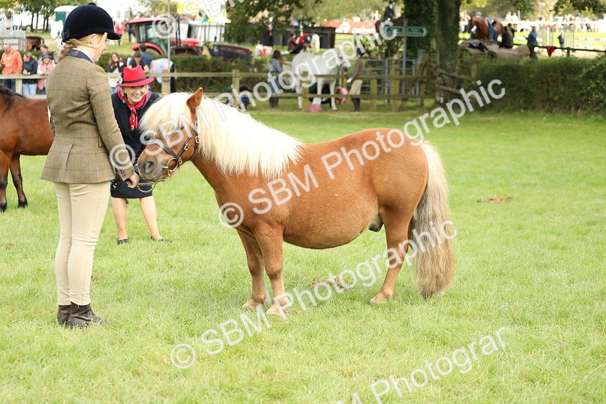 SBM_62803 - S46 - Mountain & Moorland In Hand Small Breeds