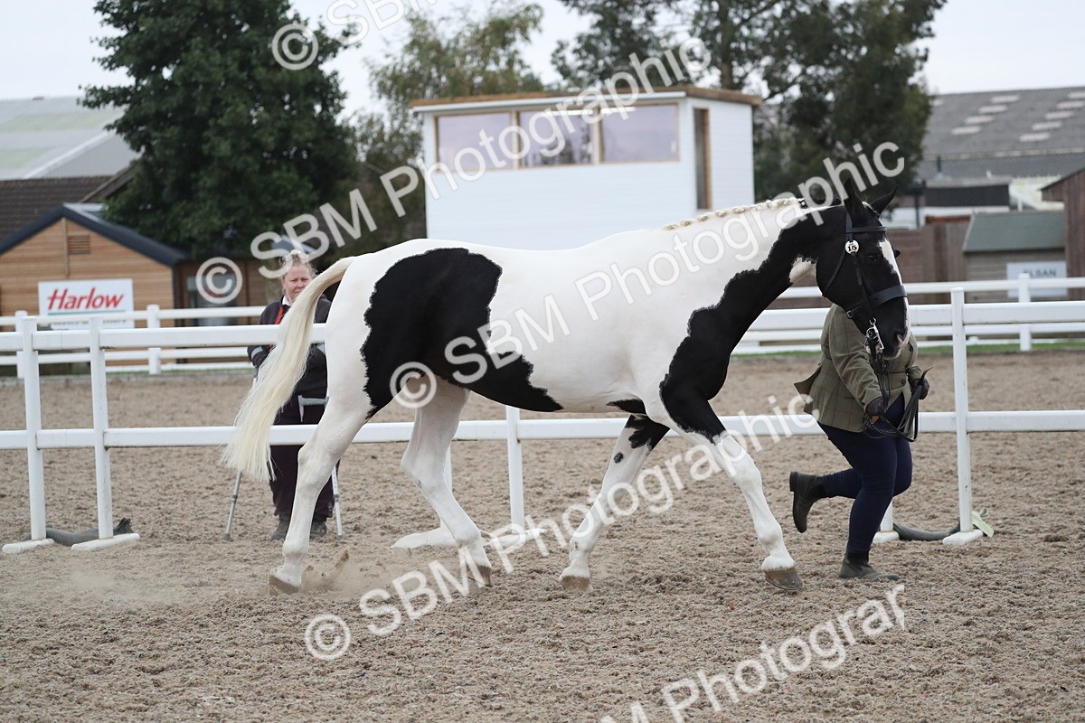SBM_18364 - Class 318 IH Part bred Horse/Pony