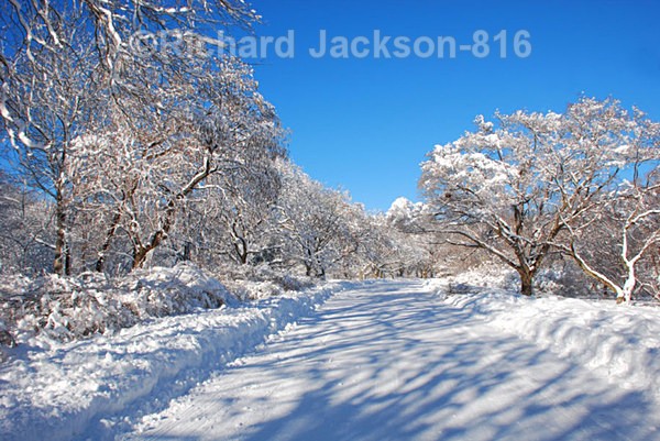 Tree Shadows in Snow - Out-and-About
