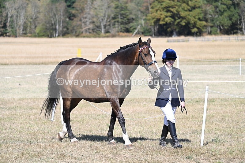 WJ7_1465 - Class 42 Most Handsome Gelding