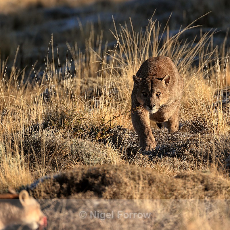 Dark stalks Rupestre near carcass, Torres del Paine - Puma