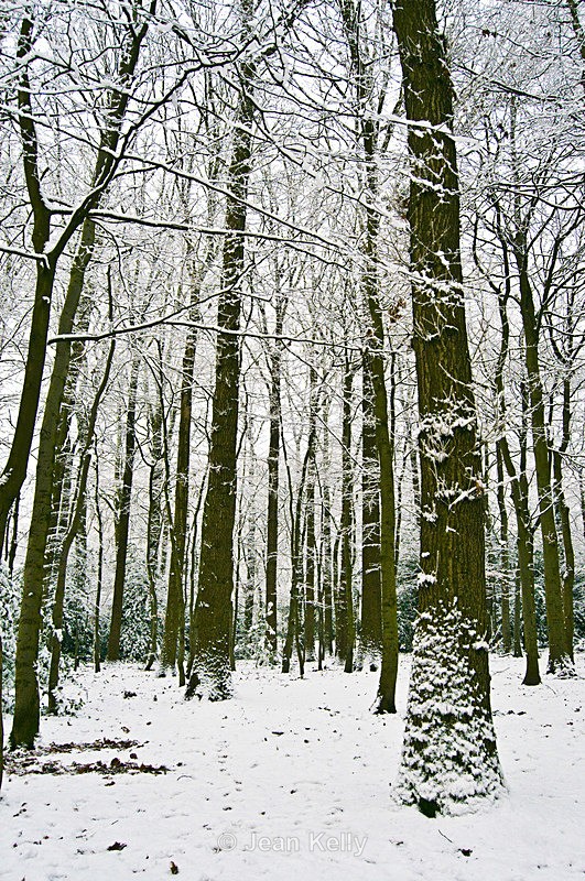 Tree - 0711 - Trees