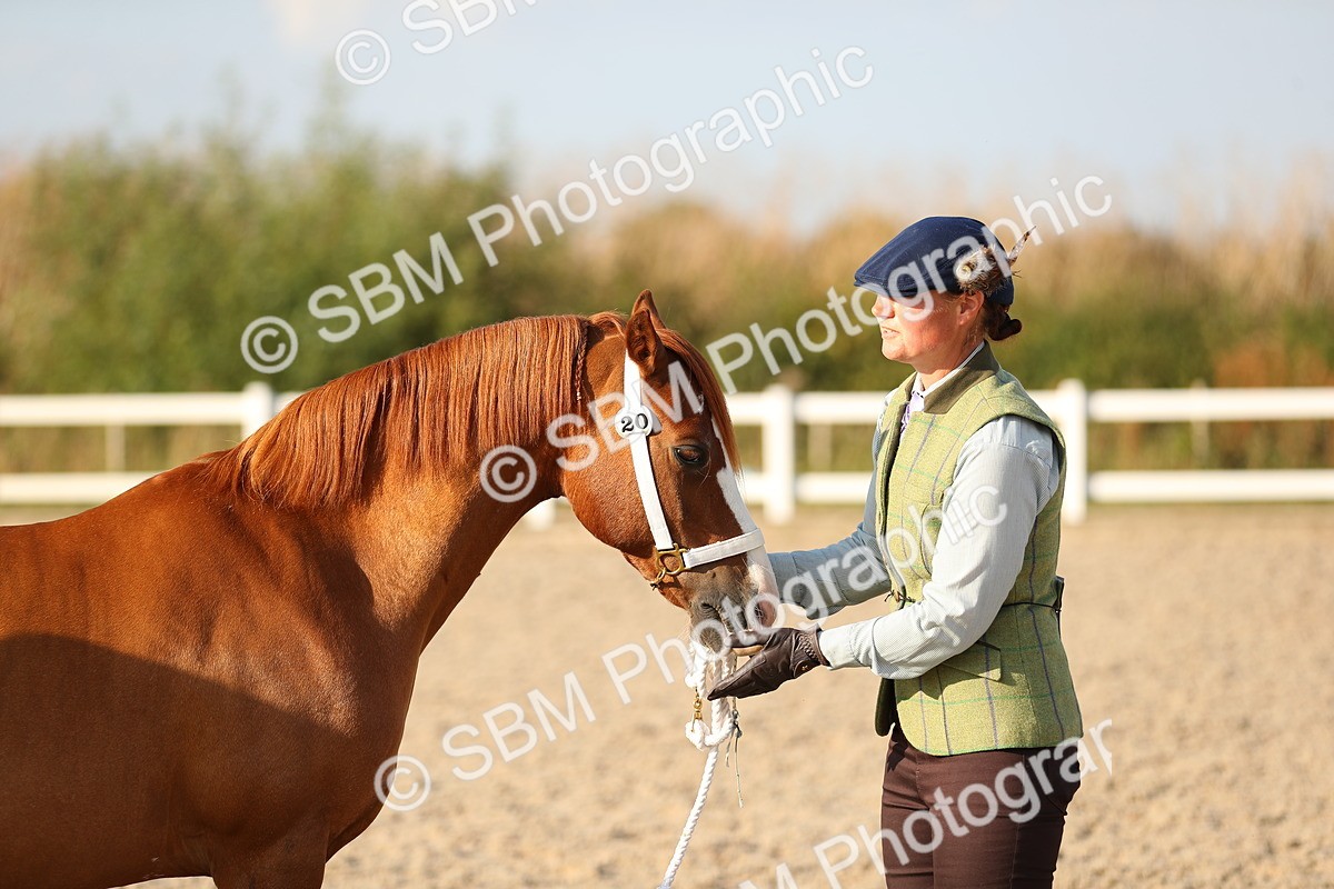 SBM_09010 - Class 29 IH Veteran Pony