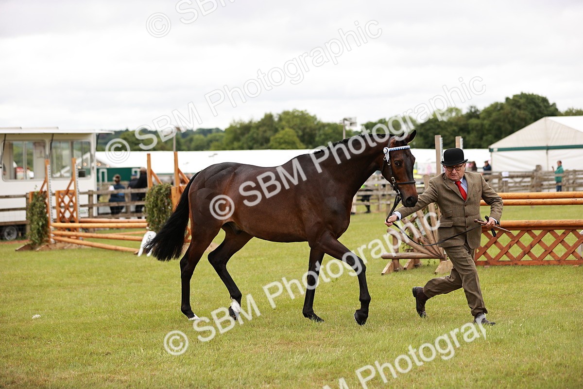 SBM_04764 - Class 35-38 Riding Horse Breeding