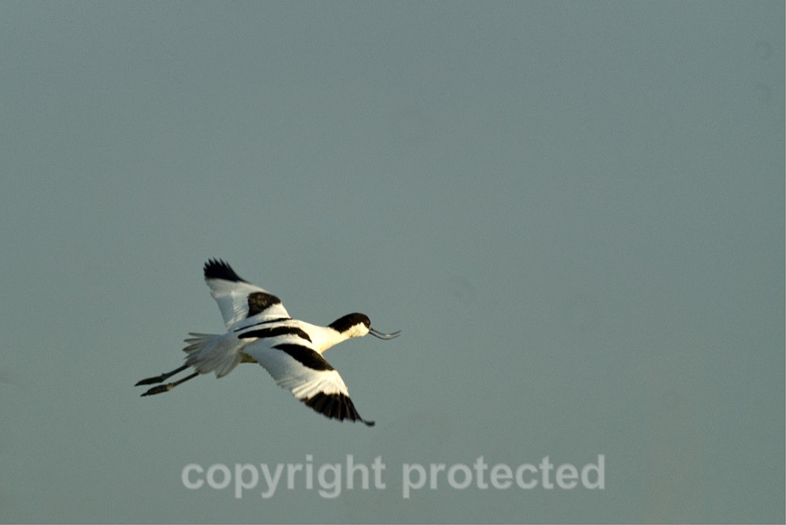 Avocet - Gibraltar Point - Lincolnshire - Birds