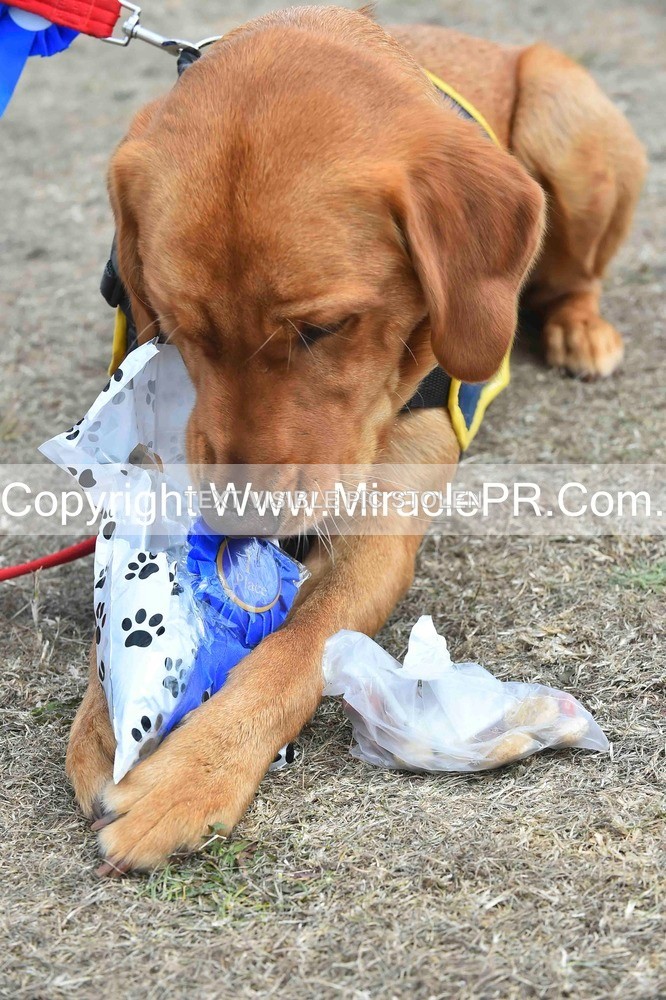 SH4_0317 - Dog show.