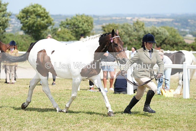 DSC07120 - Class 61: Coloured Horse 4yrs & Over