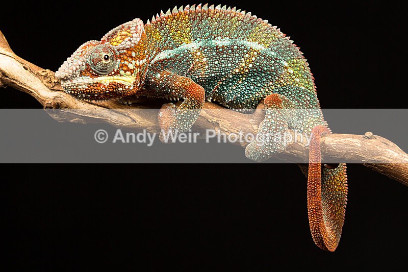 20140325-3K8A9398 - Lizards