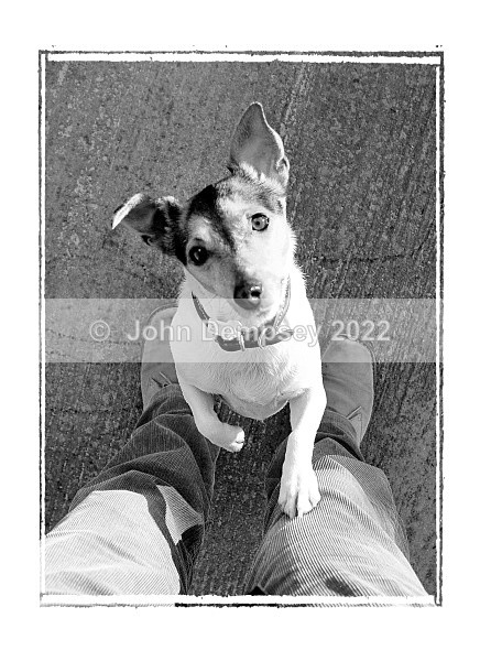 My First Foot - Walking the Dog