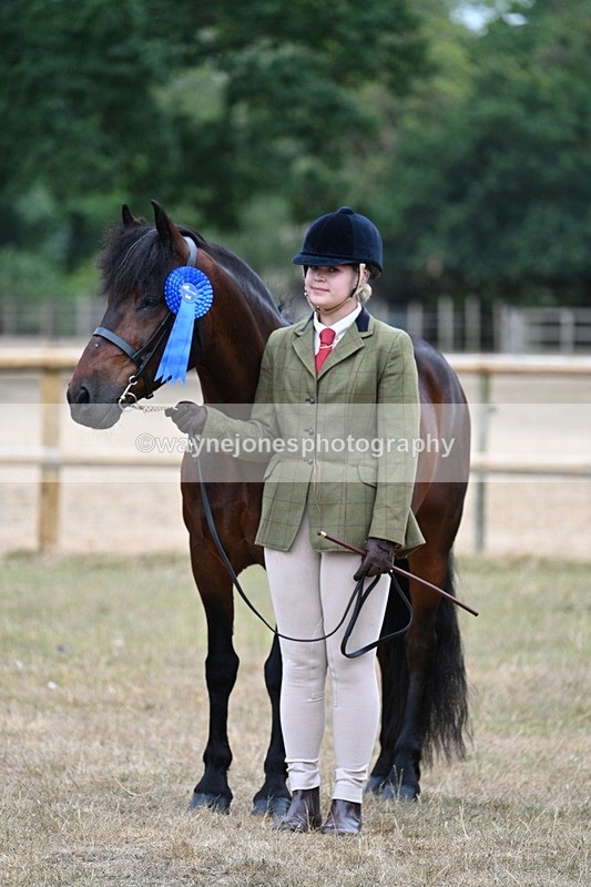 WJ7_9677 - Class 5 Most Handsome Gelding (up to 14.2hh)