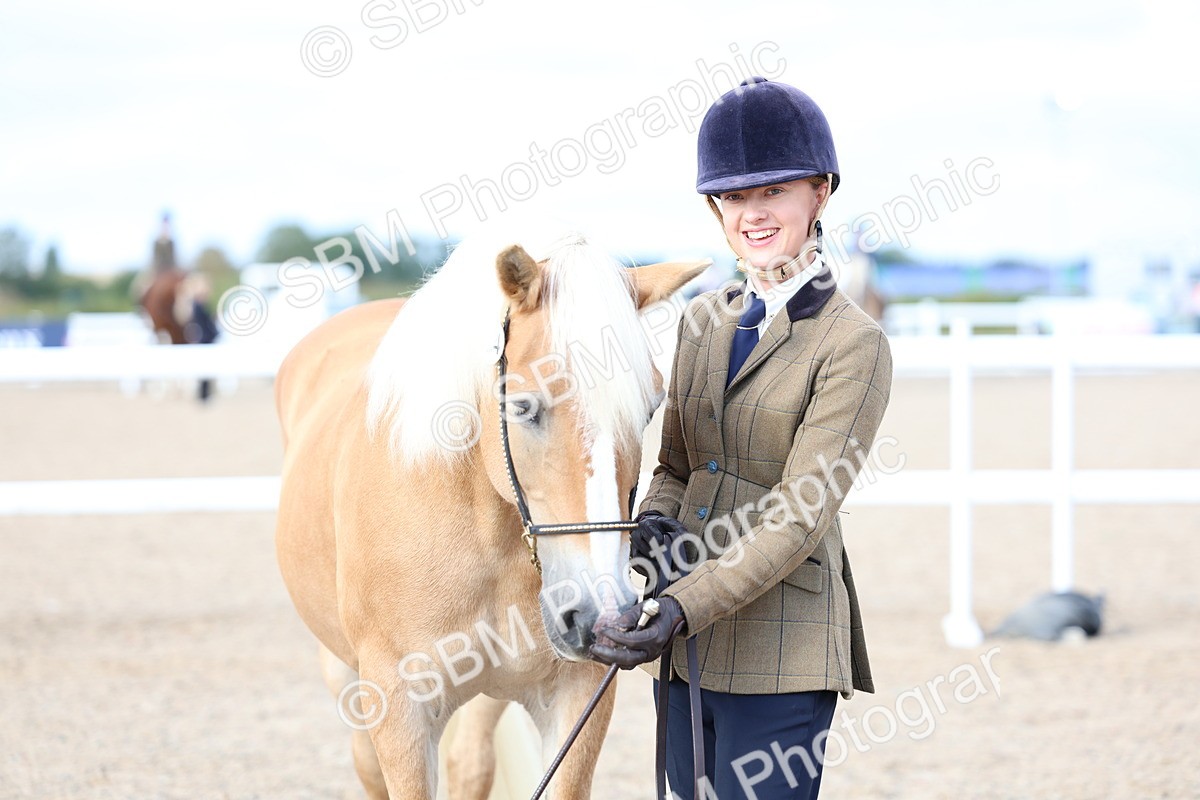 SBM_18760 - Class 317 - IH Pure Bred Horse-Pony