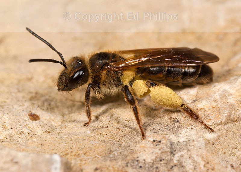 Andrena bucephala (f)