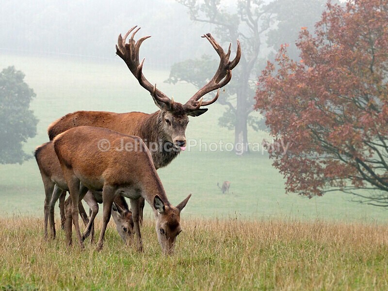  - Wildlife and Nature