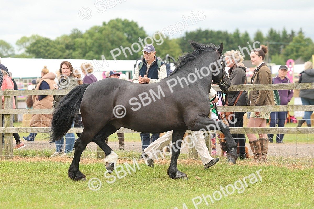 SBM_04956 - Class 50-57 - M&M Welsh Pony In Hand