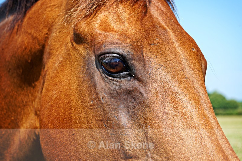 DSC00445 - Fauna