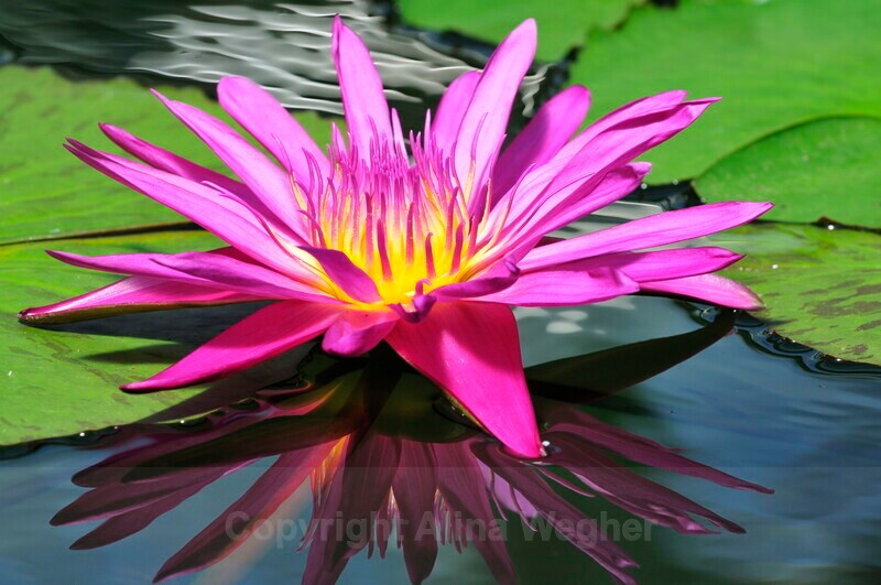 Water Lily - Botanical
