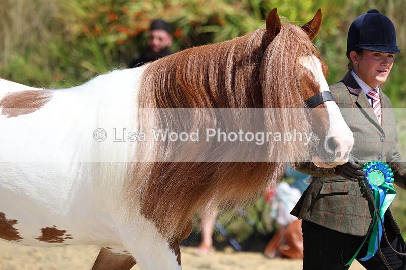 3E7A9813 - In Hand Championship