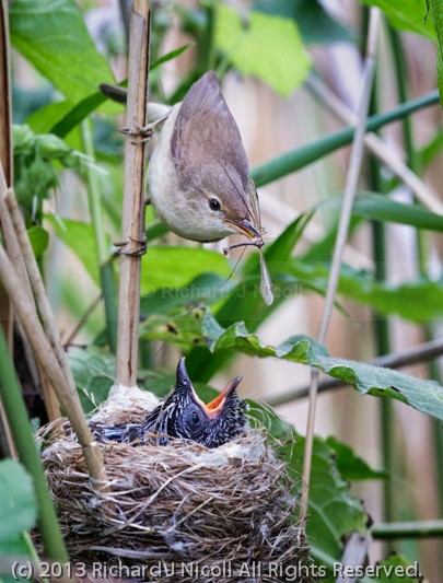 Reed Warbler (Acrocephalus scirpaceus) feeding Common Cuckoo (Cu - Cuckoo (Cuculus canorus)