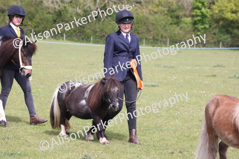 20260426-3249 - Class 26 - Shetland Ponies and Minitures