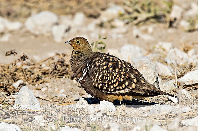 Namaqua Sandgrouse  (m) - Etosha National Park ~ Birds