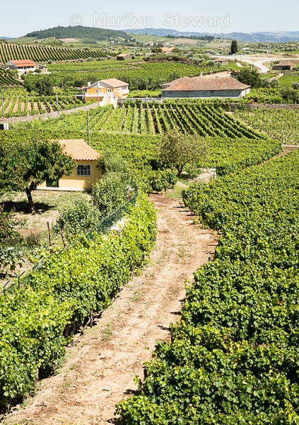 Favaios - vineyard view - Portugal and a hint of Spain