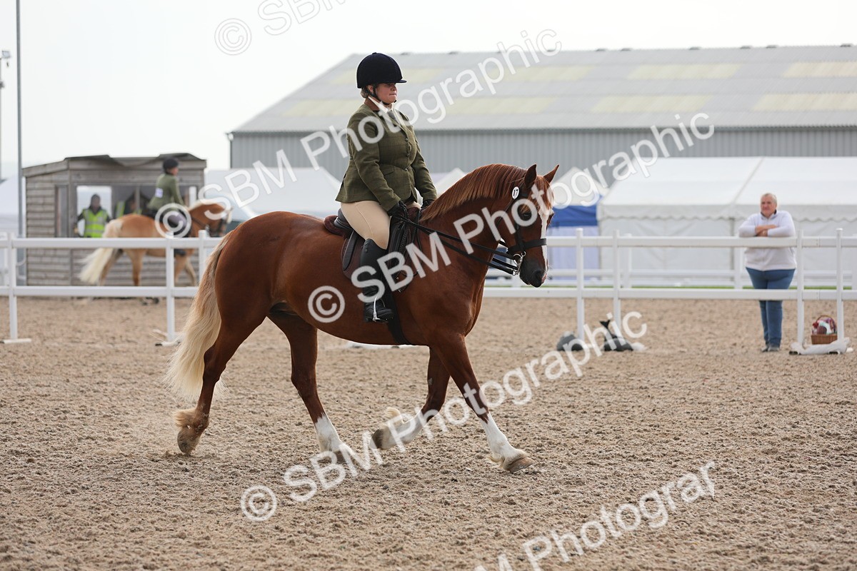 SBM_10064 - Class 302 Ridden M&M -Large Breeds