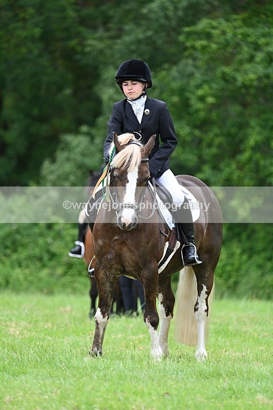 WJ7_4249 - Class 14A Handsome Gelding