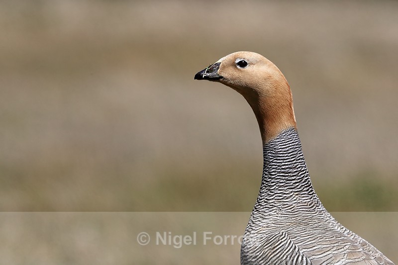 Ruddy-headed Goose portrait, Carcass Island, Falklands - Ruddy-headed Goose