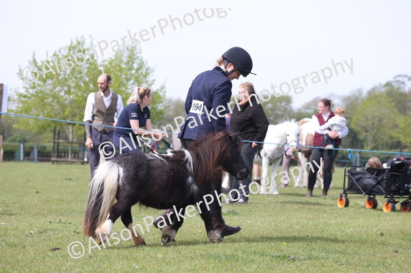 20260426-3204 - Class 26 - Shetland Ponies and Minitures