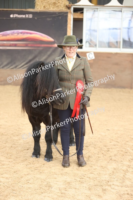 20251109-0081 - Class 4 - Stallions 4 Years and over