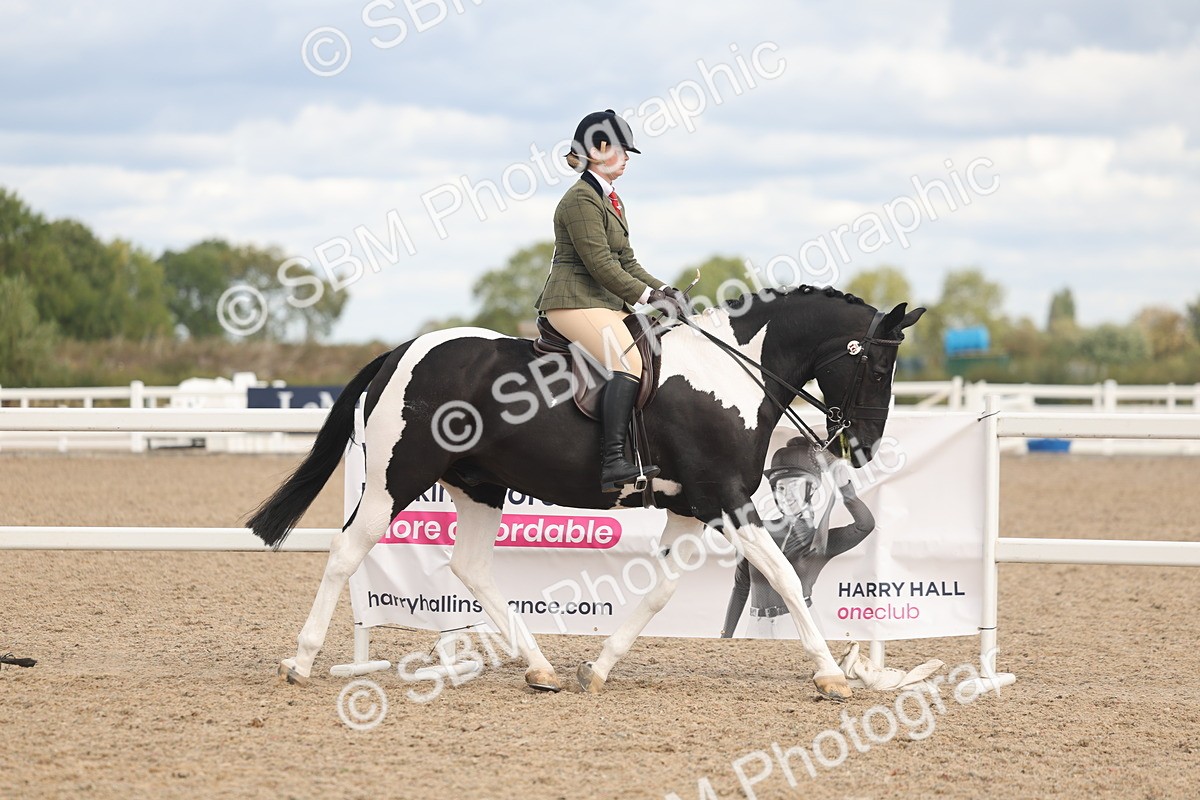 SBM_14717 - Class 308 - Ridden Coloured Horse